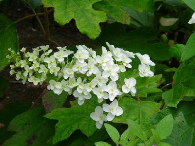 かしわば紫陽花