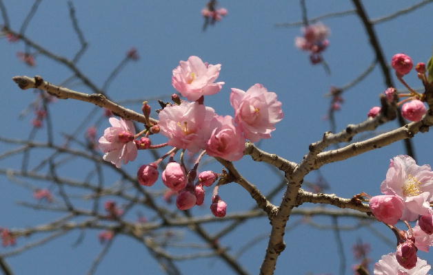 枝垂れ桜