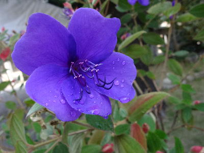  紫花 