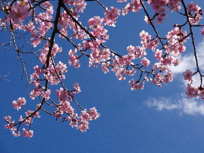  桜