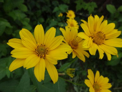  黄色い花 