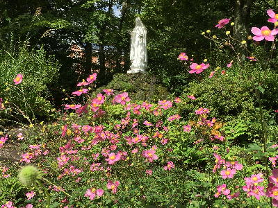  秋明菊とマリア像 