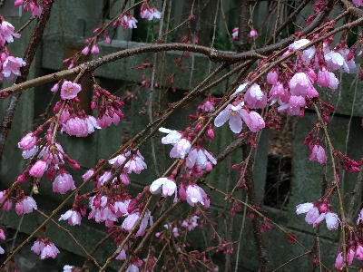  垂れ桜 