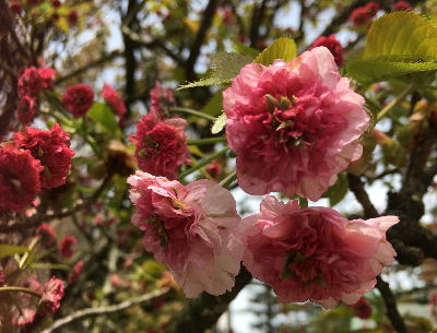  菊桜 