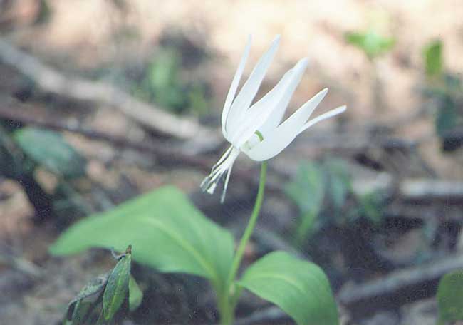 カタクリの花