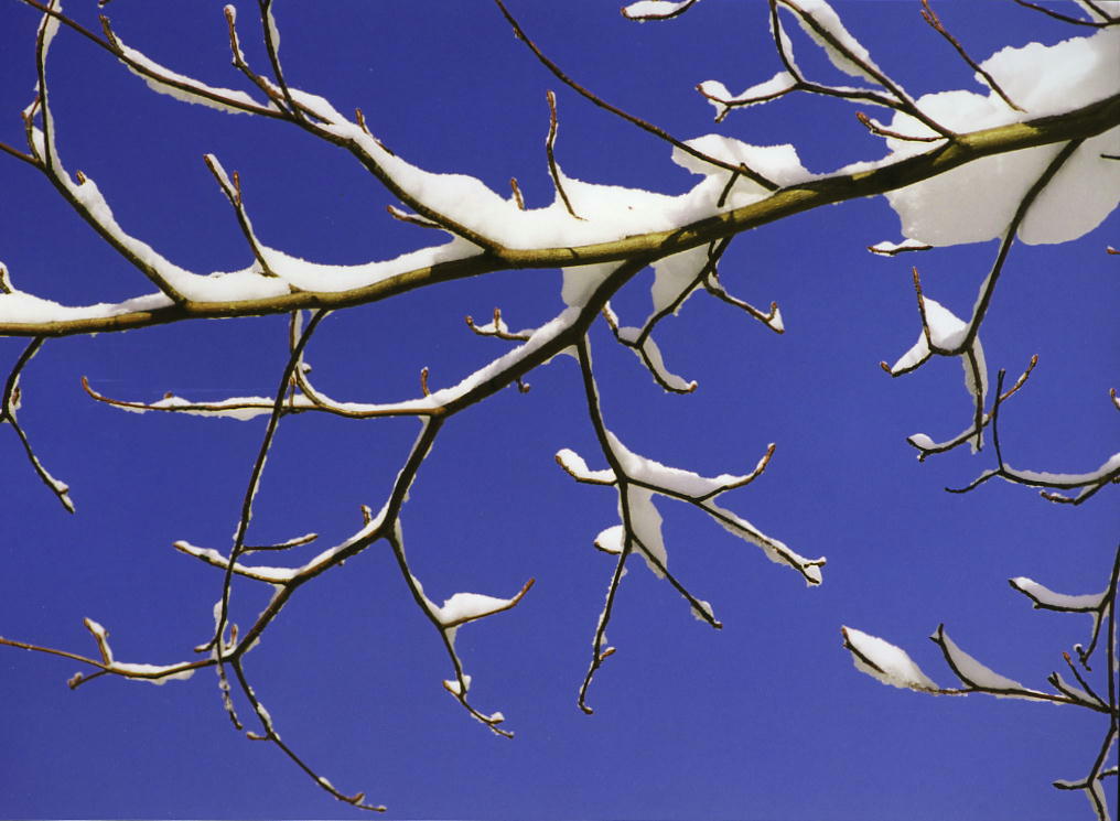 雪の枝と青空