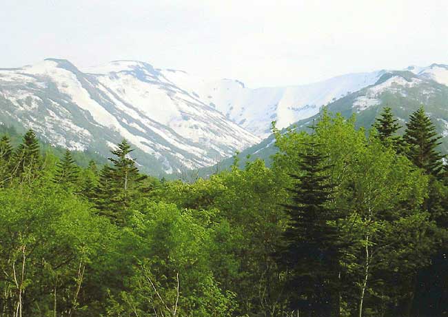 樹林と雪山