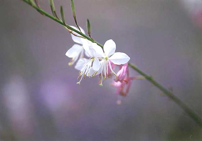 可憐な花