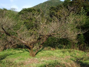 草が生い茂った墓碑のある場所