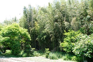 永原御殿跡の竹林