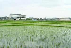 堰によって潤う水田