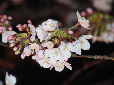 夜桜