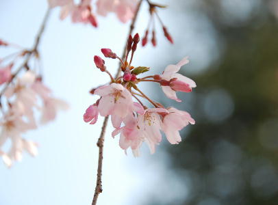 枝垂れ桜