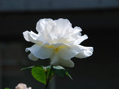 white Rose