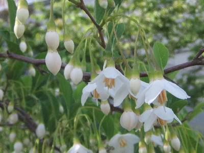 みなとの見える丘・白い花