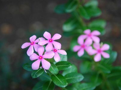 小さな花