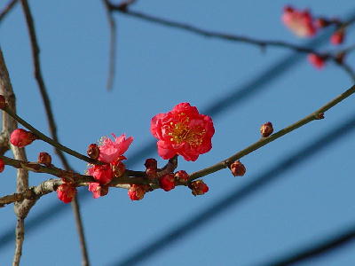 紅梅