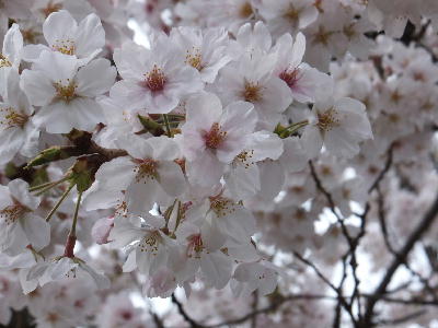 桜