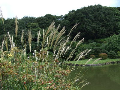 小石川植物園ススキ