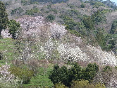 大村　春の山