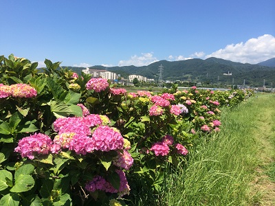 紫陽花散歩道