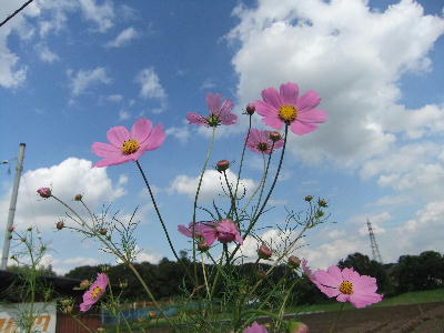 コスモスと青い空