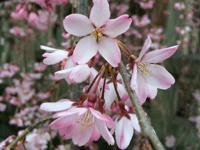 枝垂れ桜