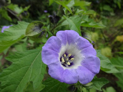  黒ほうずきの花 