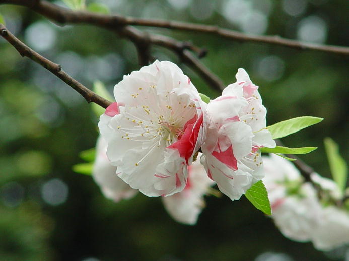 源平花桃