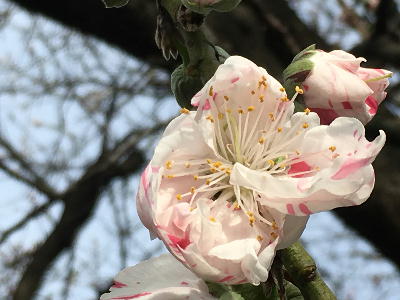 源平花桃 