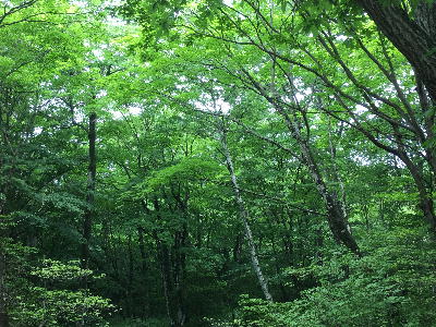 那須の森 