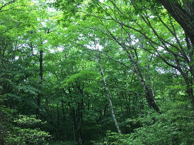  那須の森 