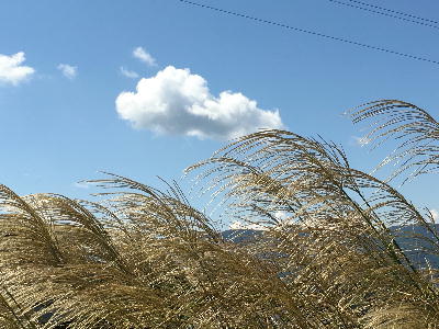 秋の空とススキ 