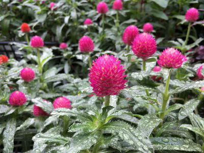 赤いシロツメクサ風の花 