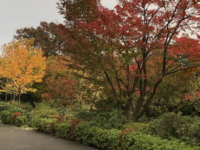  桧町公園の紅葉 