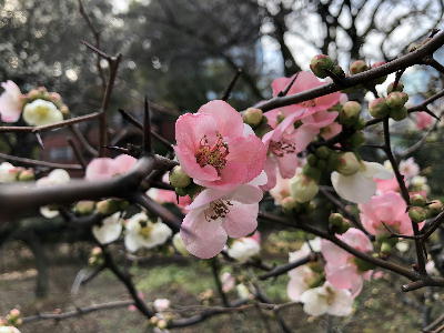  木瓜の花 