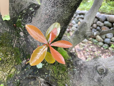  樹木の芽 