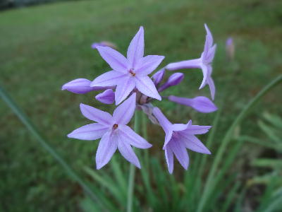  アントニーノピオの花 