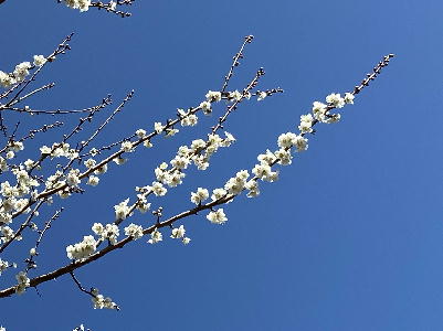  白梅と青い空 