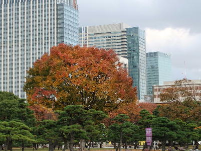  皇居前の紅葉 