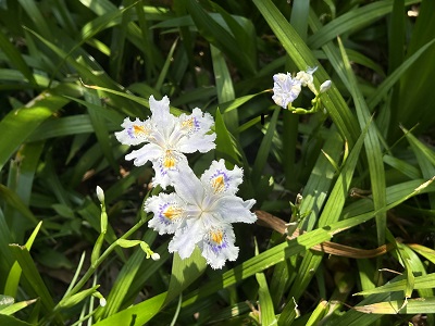  白い花