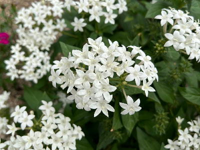  白い花 