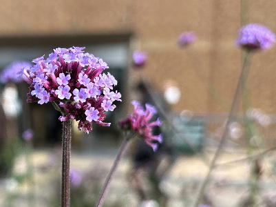  小さな花