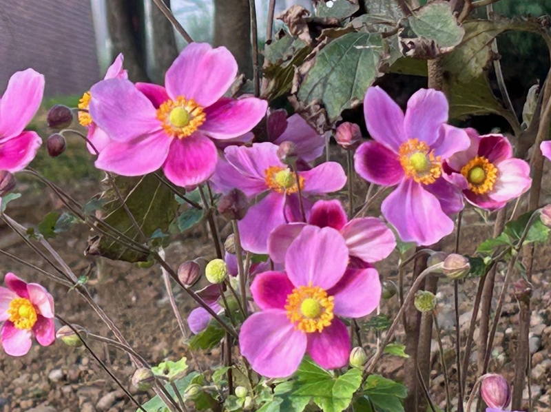  シュウメイギク 