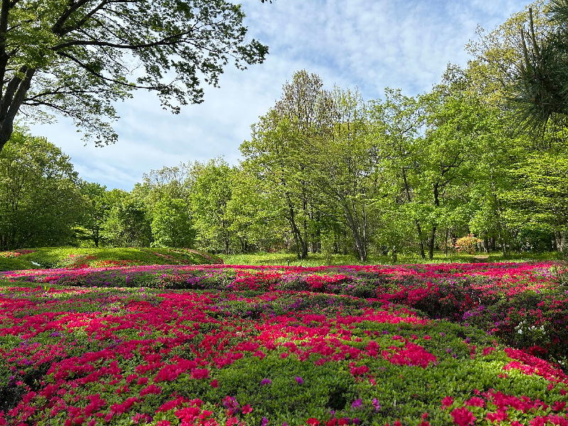  東御苑のサツキ 