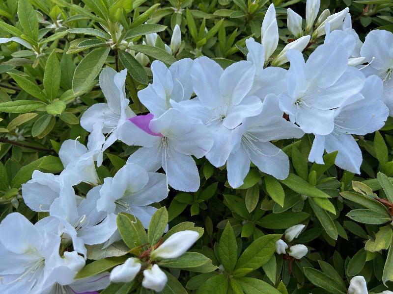  白いツツジ 