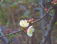 木瓜の花