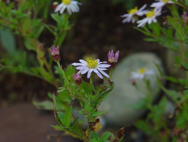 野の花