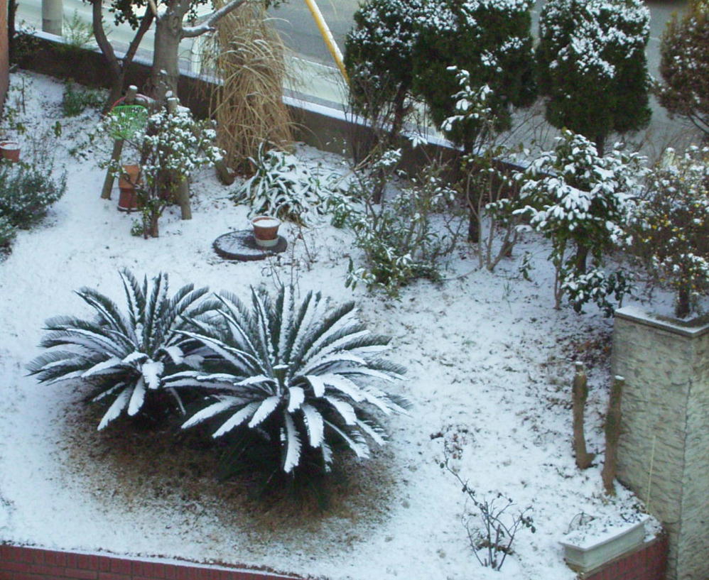 雪の中の植木