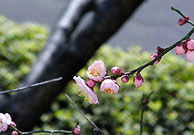 梅の新芽